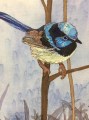 BlueWren