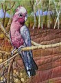 Galah1